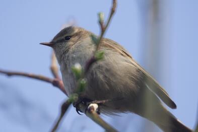 Dabas koncertzāle: Phylloscopus collybita (Bilde nr.1)